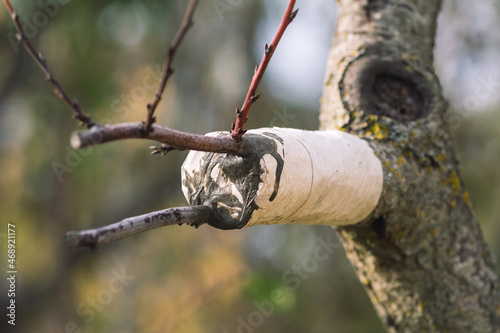 Grafting or graftage with new branches and green leaves, horticultural technique whereby tissues of plants are joined so as to continue their growth together, close up photo