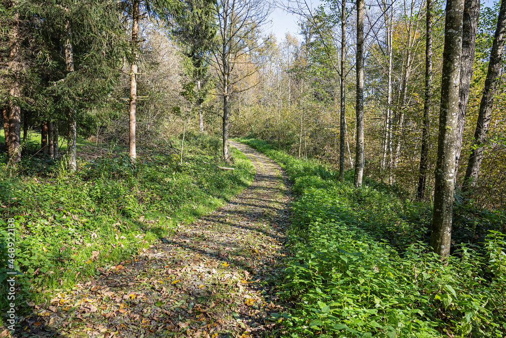 Waldweg bei Eschenbach, Kanton Luzern, Schweiz Waldweg bei Eschenbach, Kanton Luzern, Schweiz