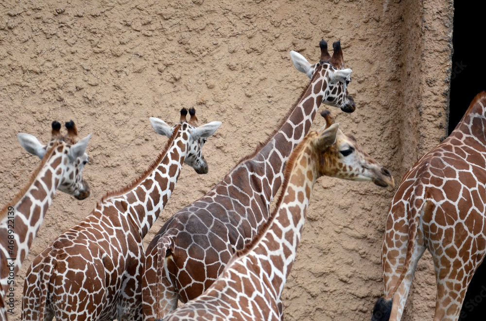 Obraz premium キリン