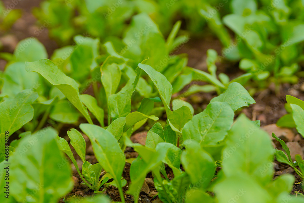 spinach leaf at agriculture field. spinach leaf at agriculture field.