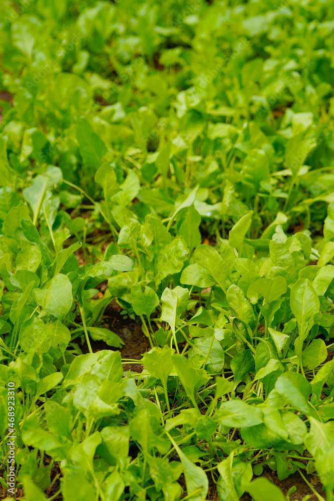 spinach leaf at agriculture field. spinach leaf at agriculture field.