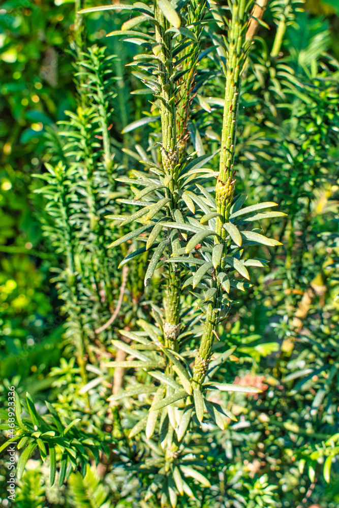Primer plano arbusto conífera Fastigiata cephalotaxus harringtonii Primer plano arbusto conífera Fastigiata cephalotaxus harringtonii