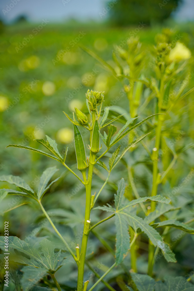 Okra or ladyfinger plant at agriculture field. Okra or ladyfinger plant at agriculture field.