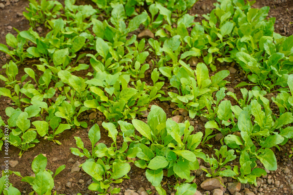 spinach leaf at agriculture field. spinach leaf at agriculture field.