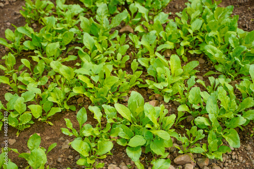 spinach leaf at agriculture field.