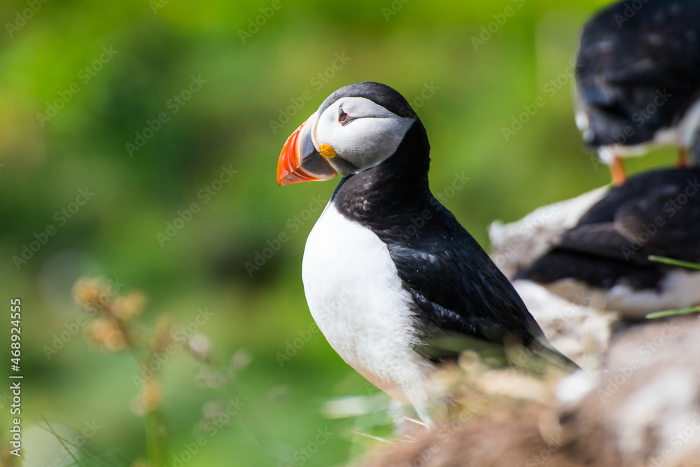 Puffin in the beautiful countryside nature of Hafnarholmi in Borgarfjordur Eystri in Iceland Puffin in the beautiful countryside nature of Hafnarholmi in Borgarfjordur Eystri in Iceland