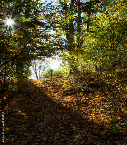 Fototapeta Naklejka Na Ścianę i Meble -  Walking path covered with dry yellow foliage and sun rays making their way through the foliage of the trees