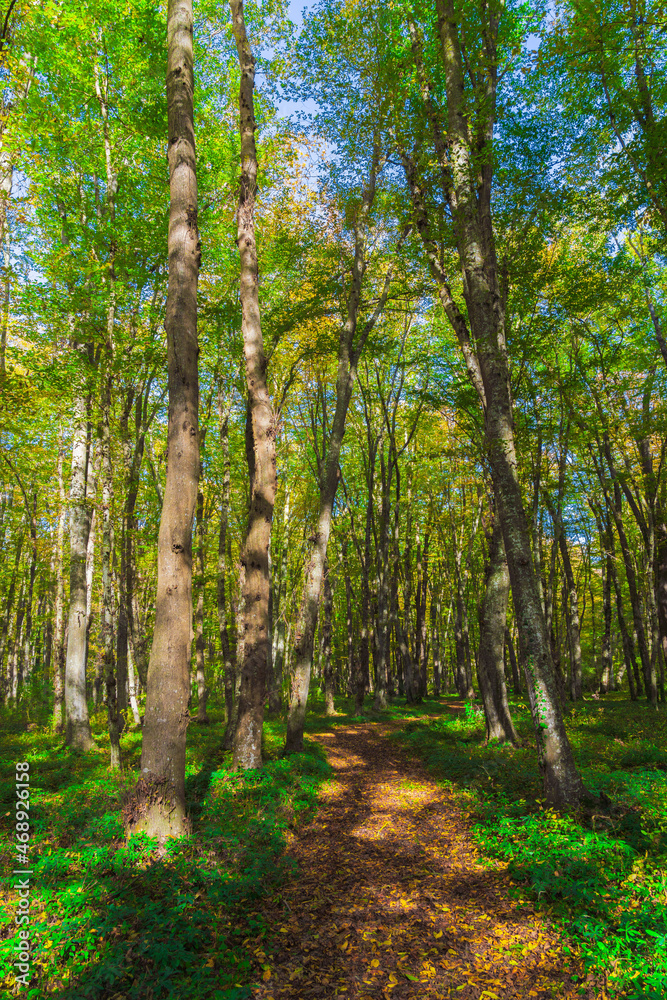 Beautiful green forest in the sunny day