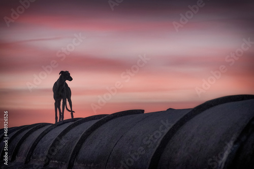 Galgo español de pura raza a contraluz al atardecer observando el horizonte. 