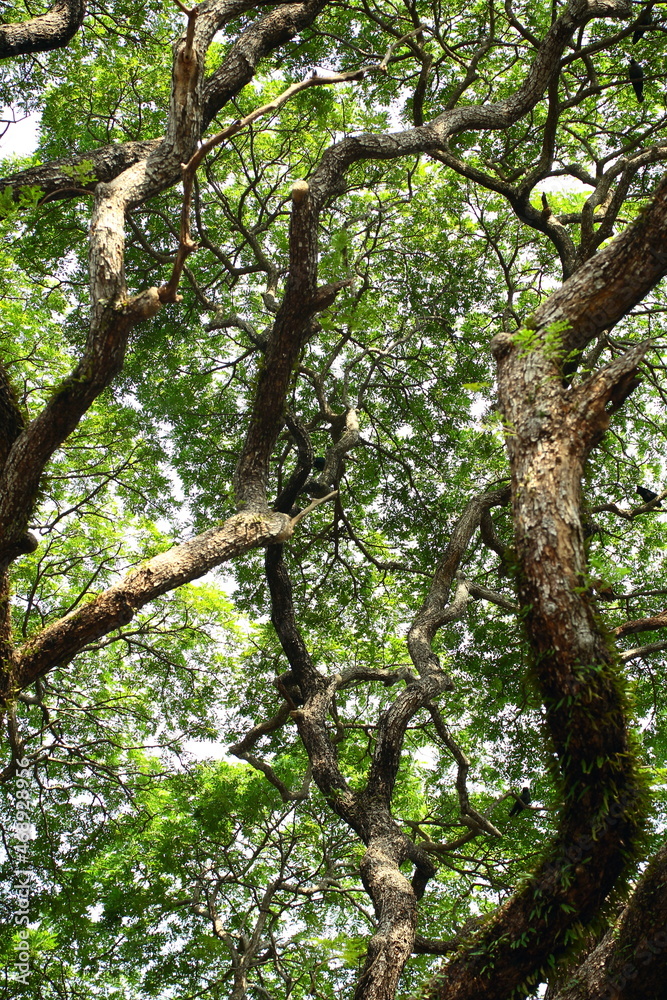 Fresh green old tree branches foliage on a bright day light. Fresh green old tree branches foliage on a bright day light.