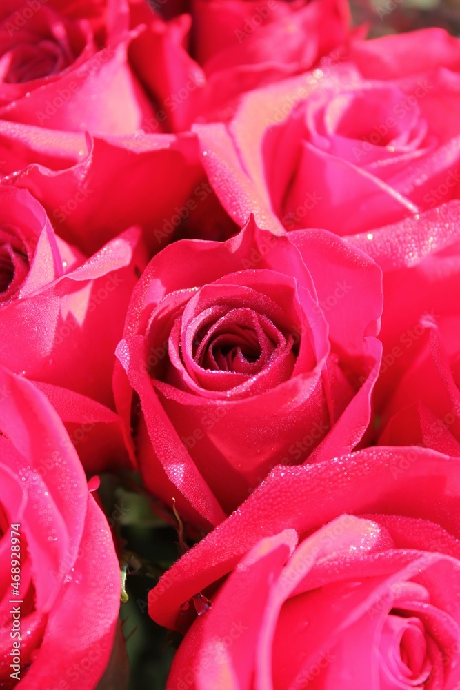 red roses background red roses background