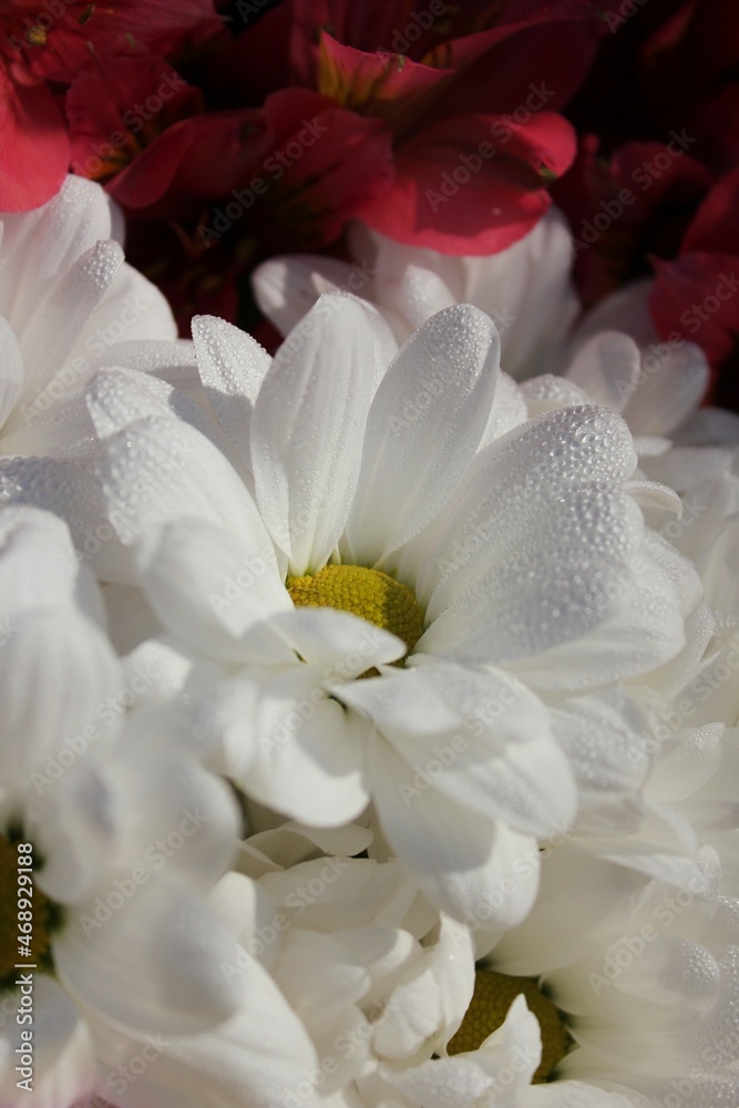 White daisies 