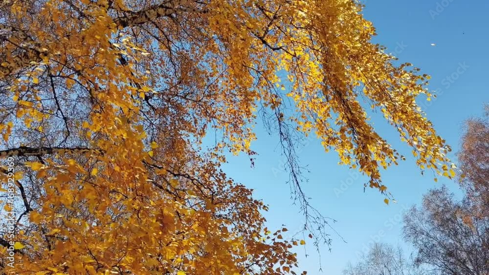 Yellow birch leaves moving and falling against blue sky on sunny day. Warm golden autumn in forest. Concept of changing seasons. Yellow birch leaves moving and falling against blue sky on sunny day. Warm golden autumn in forest. Concept of changing seasons.