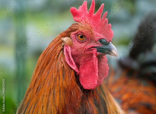 Portrait of a multicolored rooster with an expressive look. Close-up.