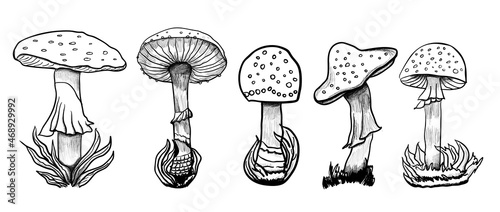 set amanita spotted mushroom sketch hand drawn vector illustration