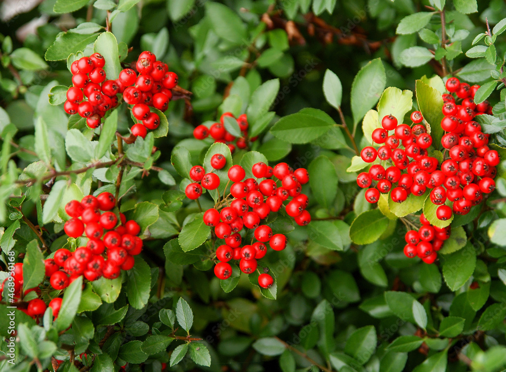 Obraz premium red berries of Firethorn -Pyrocantha coccinea bush at autumn