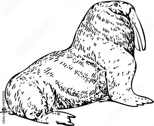 Walrus vector illustration in black and white