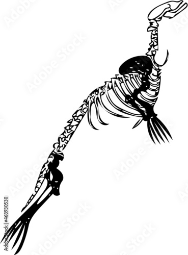 Seal fish skeleton illustration in black and white