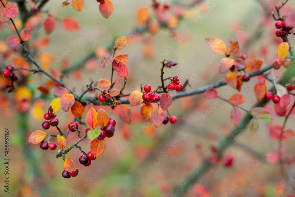 Red berries on a branch with autumn colored leaves Red berries on a branch with autumn colored leaves