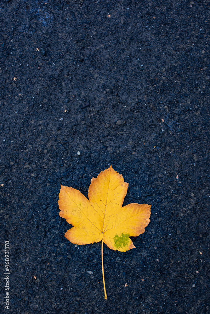 Single yellow leaf on wet concrete. autumn background Single yellow leaf on wet concrete. autumn background