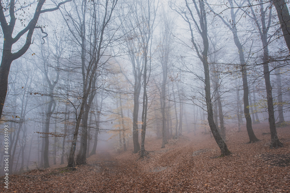 Autumn foggy forest. Fairy tale spooky looking woods in a misty day