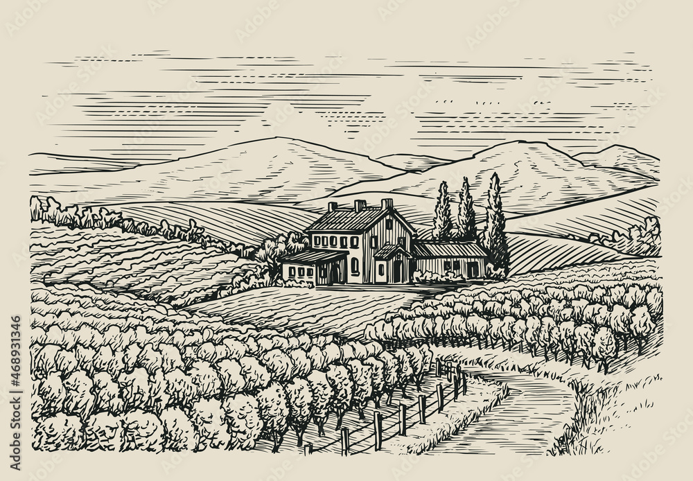 Fototapeta premium Hand drawn vineyard landscape. Sketch vintage style vector illustration