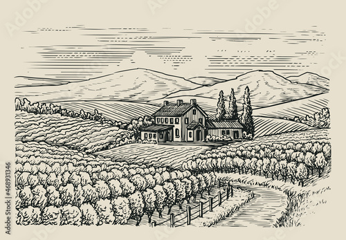 Hand drawn vineyard landscape. Sketch vintage style vector illustration
