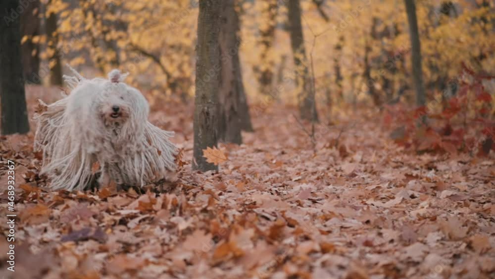 Happy curly-haired dog runs to its owner. Running Hungarian Shepherd Dog Puli, Slow motion.