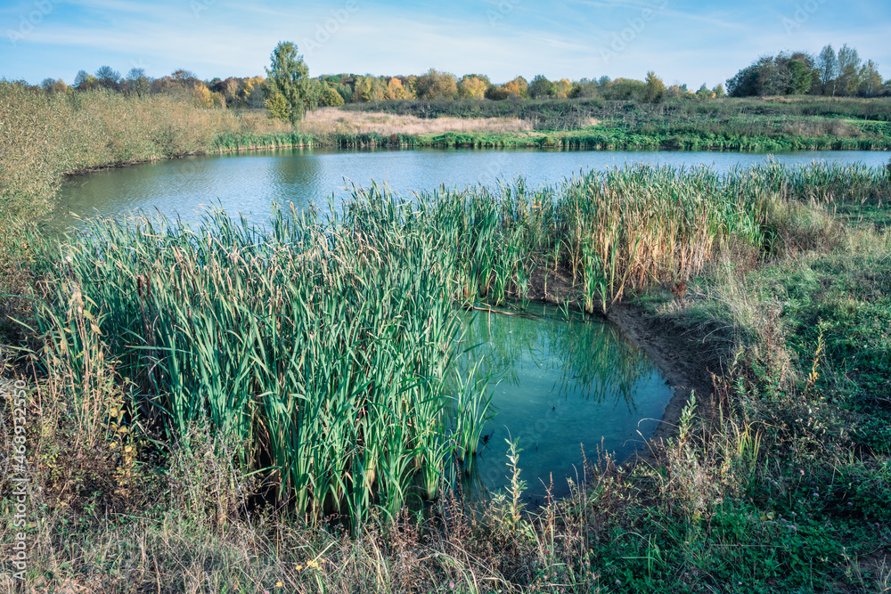An pond overgrown with reeds and cane against the blue sky and white clouds in the autumn.
