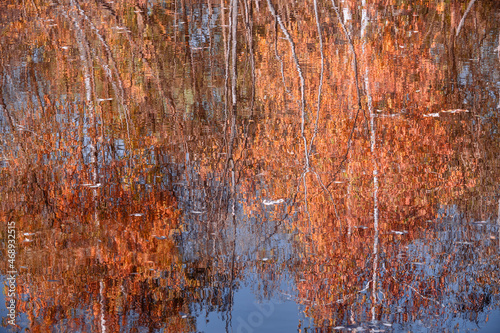 Water surface with colorful birch tree foliage reflections.