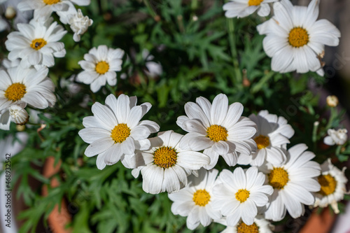 A selective focus shot of growing chamomiles in the sun © Matthias