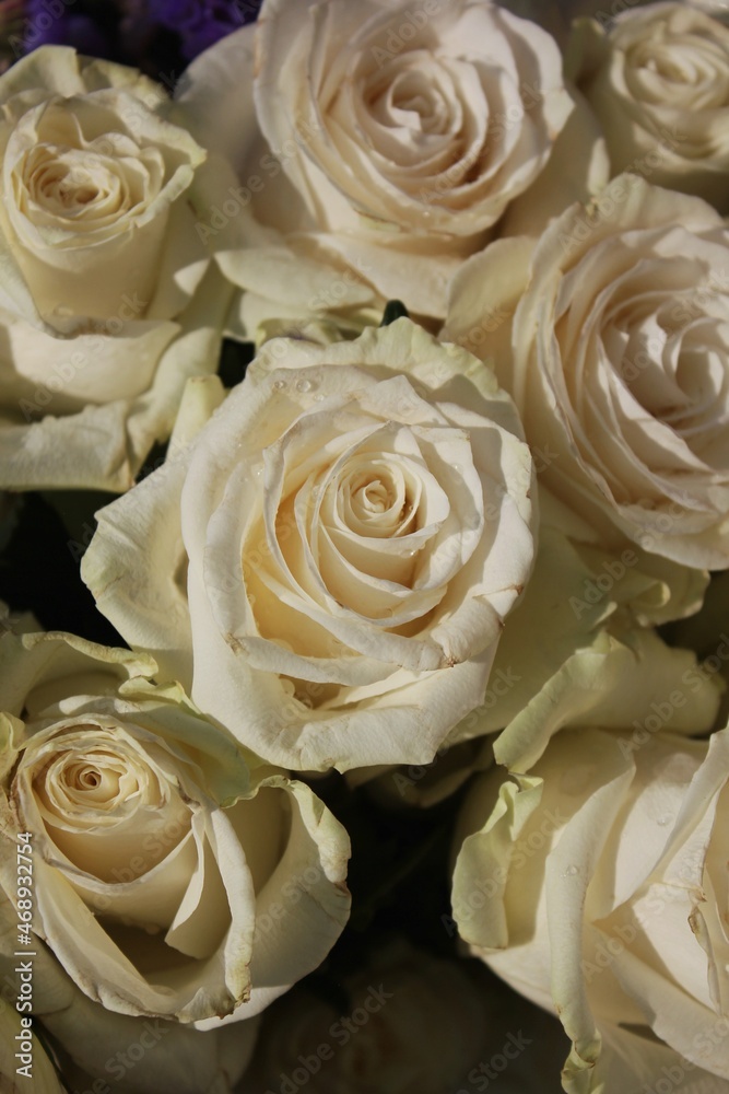 bouquet of white roses bouquet of white roses