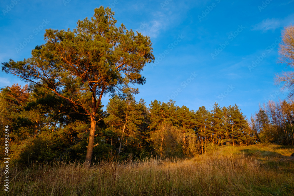 autumn trees in the forest