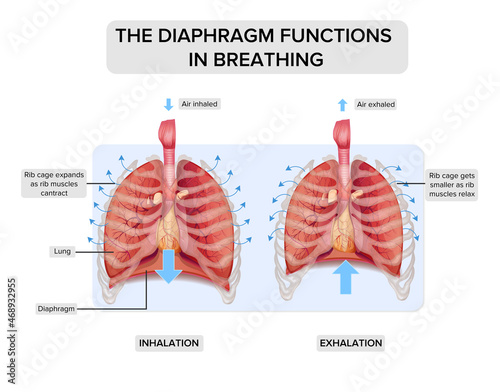 The diaphragm functions in breathing