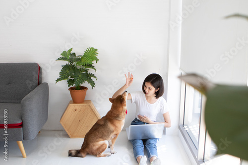 Training dog to be commanded. Young Asian woman training Shiba dog in the house.