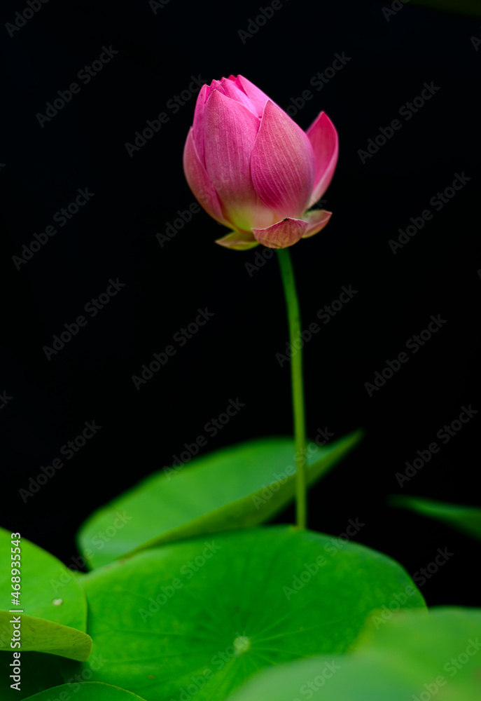 Beautiful pink Lotus bud in blooming close up photograph against black background, one of the beautiful flowers in the nature. Risen above the Lotus leaves shines in the morning sunlight. Beautiful pink Lotus bud in blooming close up photograph against black background, one of the beautiful flowers in the nature. Risen above the Lotus leaves shines in the morning sunlight.