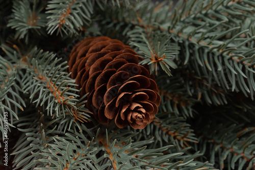 Pine cones suspended from a branch create a traditional holiday image