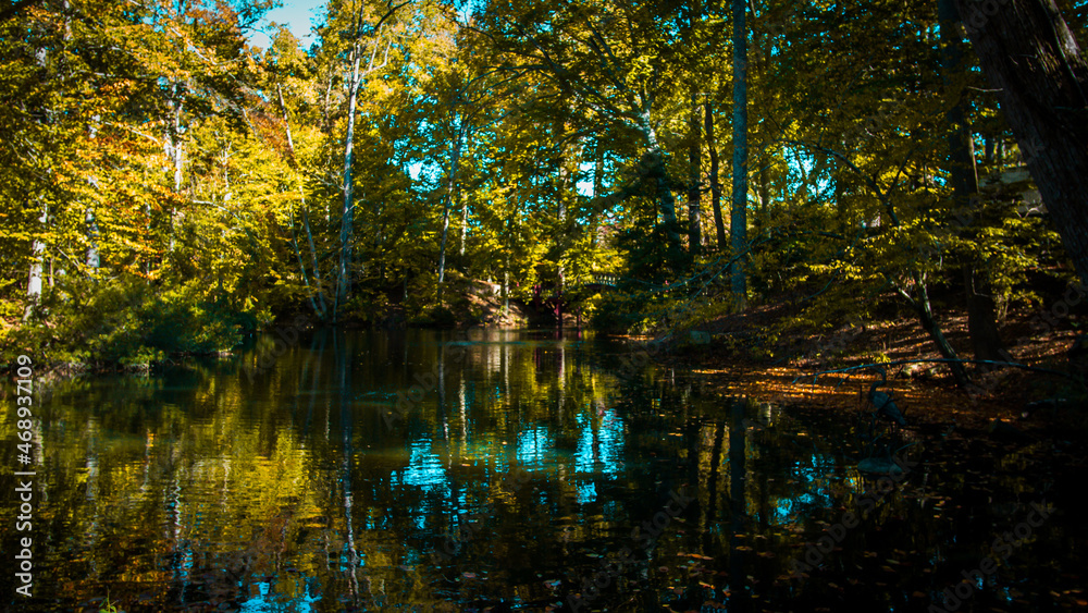Fototapeta premium reflection in water