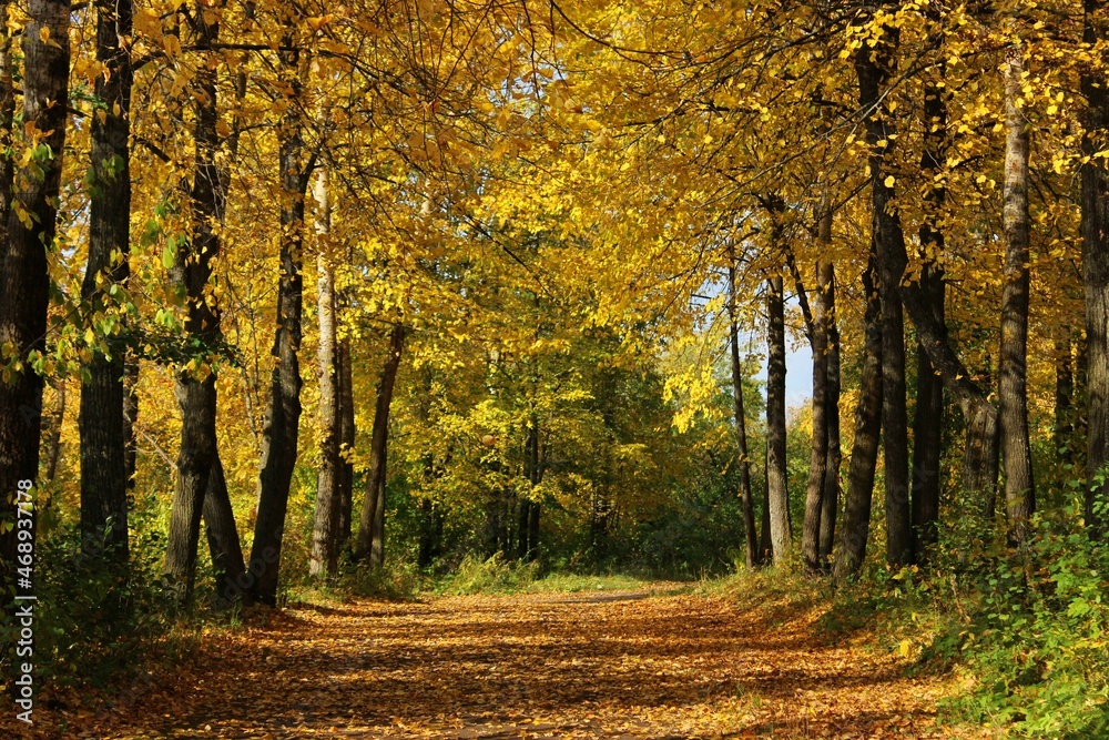 Fototapeta premium autumn in the forest