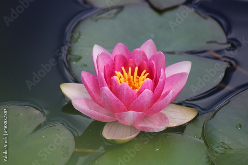Obraz na plátně one single pink water lily flower in a garden pond