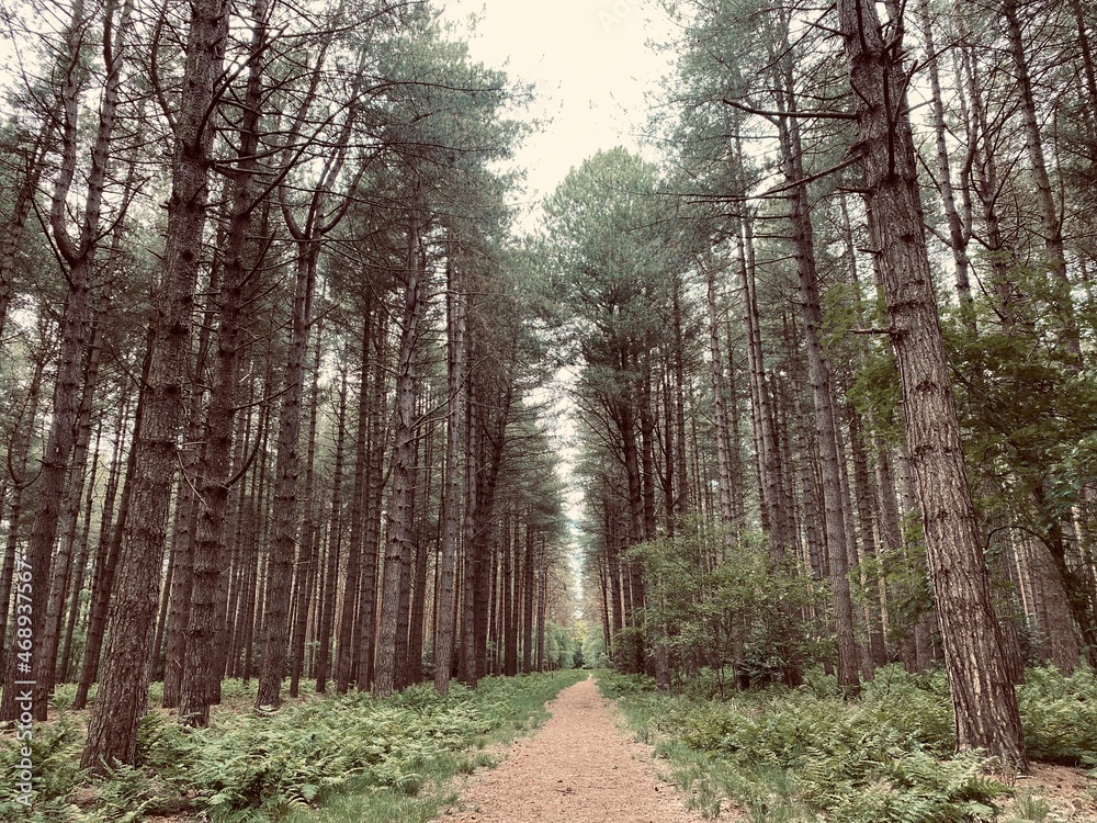 Obraz premium path in the woods