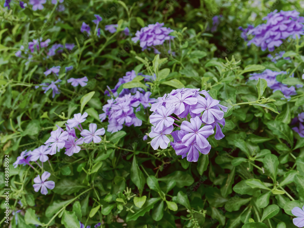 Close-up Purple Flowering Plants in the Bush Close-up Purple Flowering Plants in the Bush