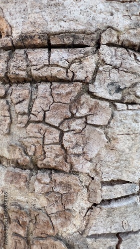 blur and close up bark pattern is seamless texture from tree. For background wood work, Bark of brown hardwood, thick bark hardwood, residential house wood. macro pattern of bark tree.