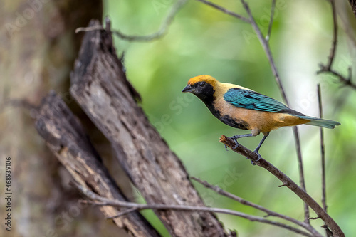 The Burnished-buff Tanager. Species Tangara cayana also known as Saira-amarela. Yellow and black bird found in several regions of Brazil. The exuberance of wild nature. Brazilian Savannah. photo