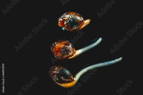 Fotografija Macro Cannabis seeds on the black background in drop of water - THC CBD, germination of cannabis seeds, sprouting