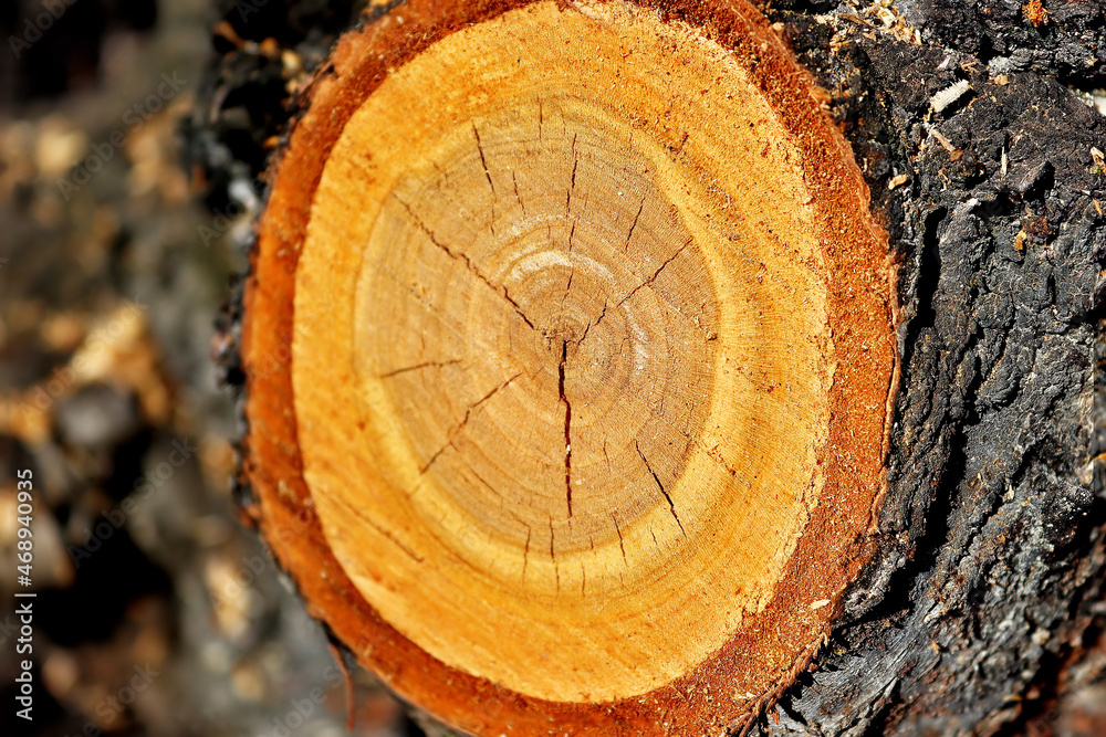 Detail of a branch cut off on a tree trunk. Seasonal rejuvenating and sanitary pruning of trees. Selective focus