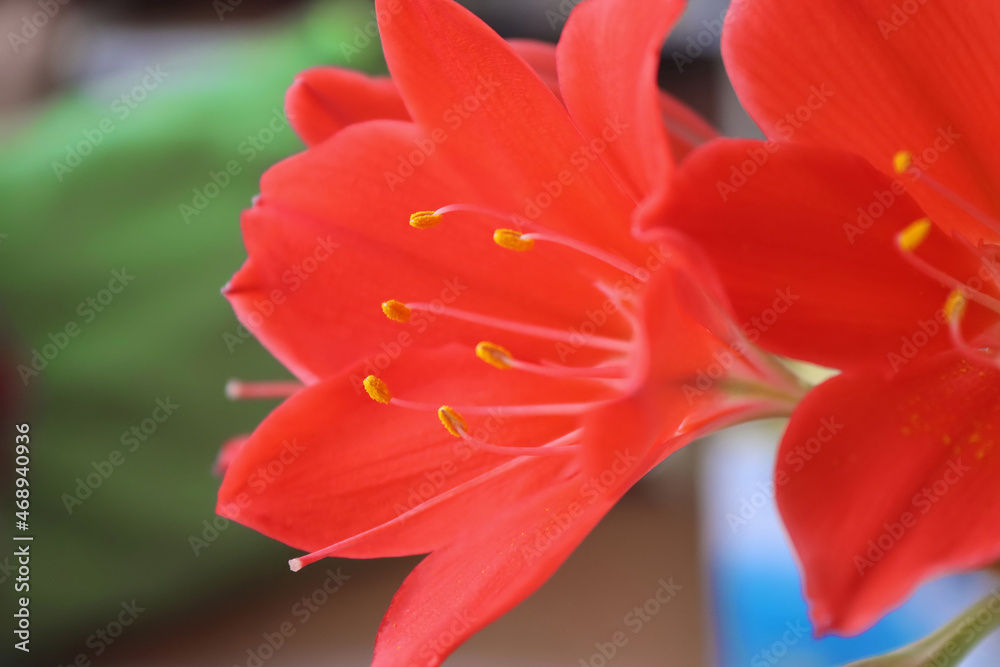Red vallota flowers. Close up view