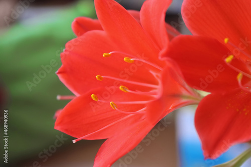 Red vallota flowers. Close up view
