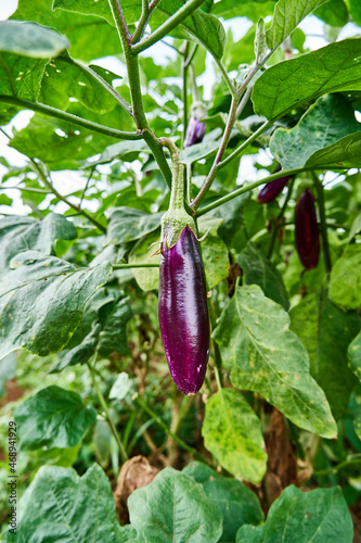 close up of fresh eggplant growing in the plantation