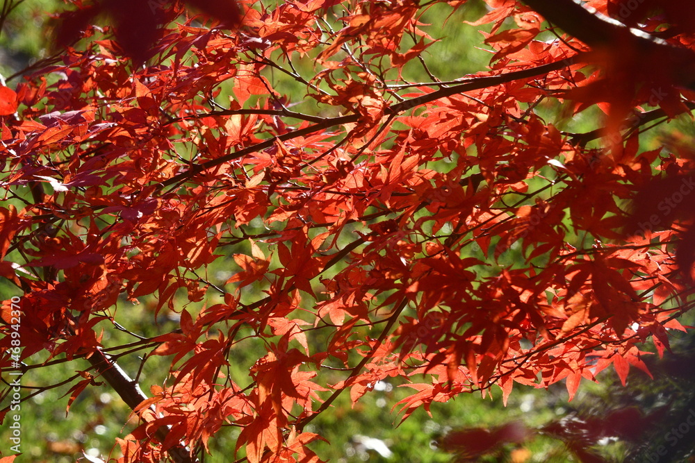 Red Leaves on a Japanese Maple Tree Red Leaves on a Japanese Maple Tree